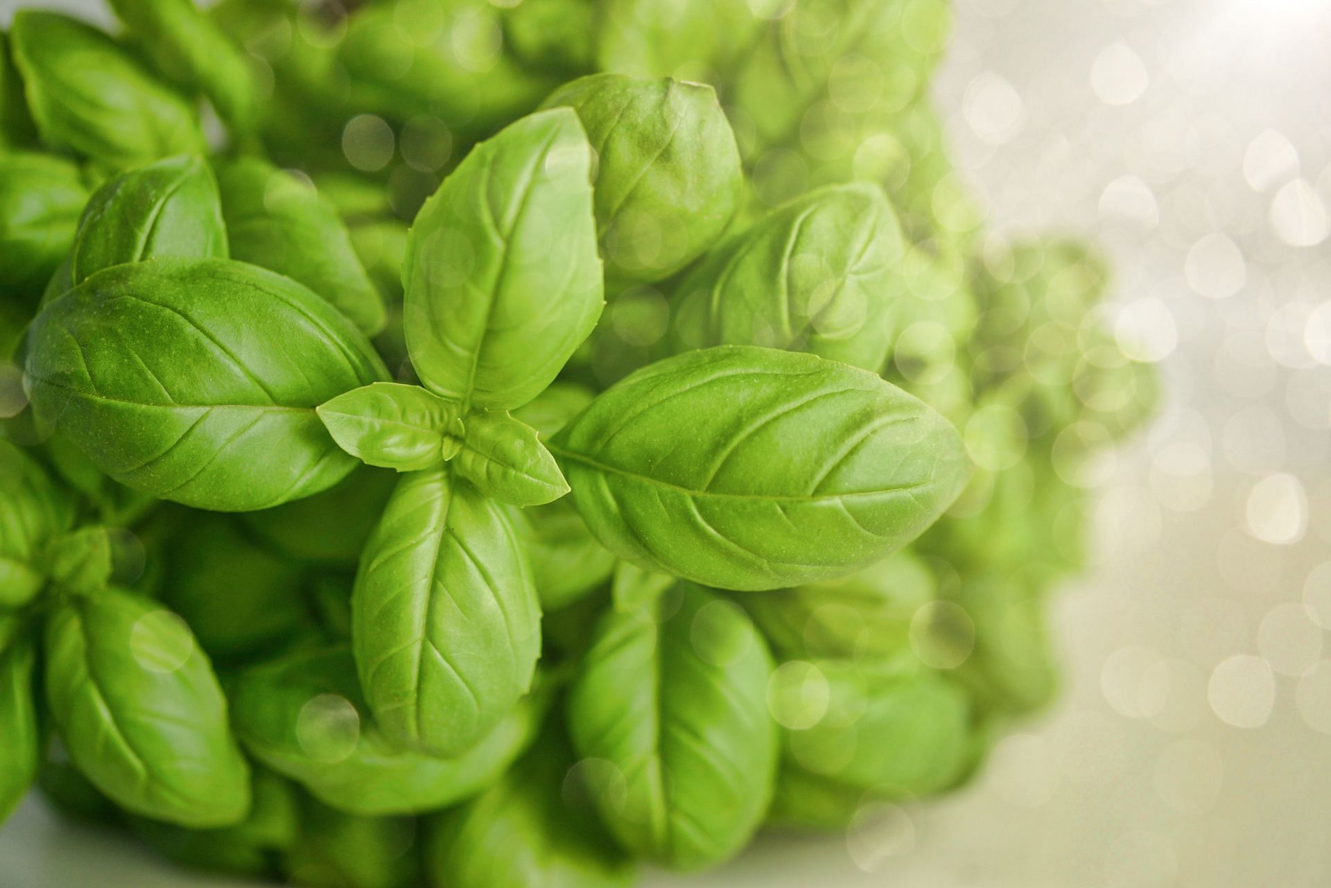 Basil is a miraculous herb that has been used in age-old remedies for indigestion, cold and cough, sore throats, etc. (Image via Pexels @Monicore)