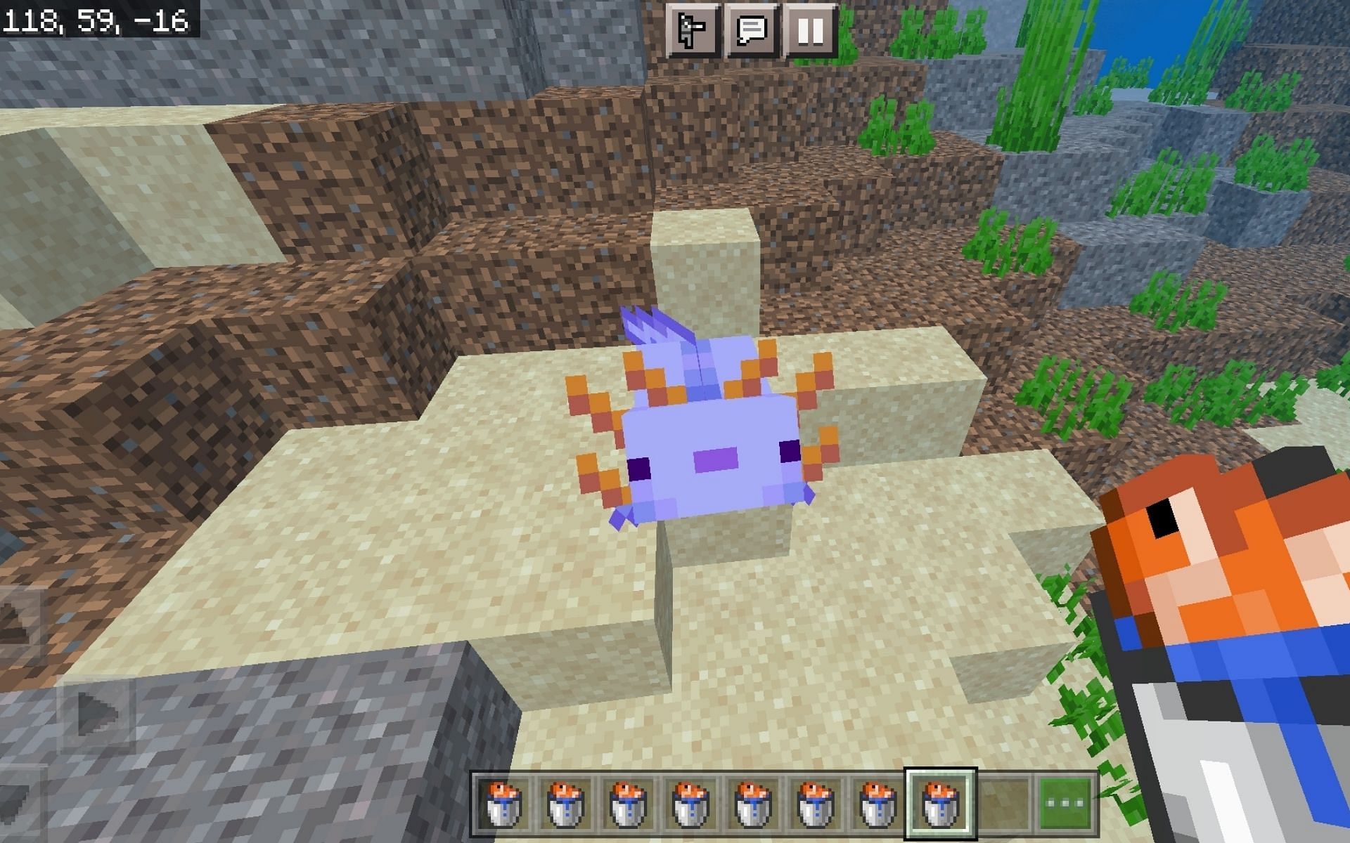 The rarest variant of Axolotls (Image via Minecraft PE 1.19 update)