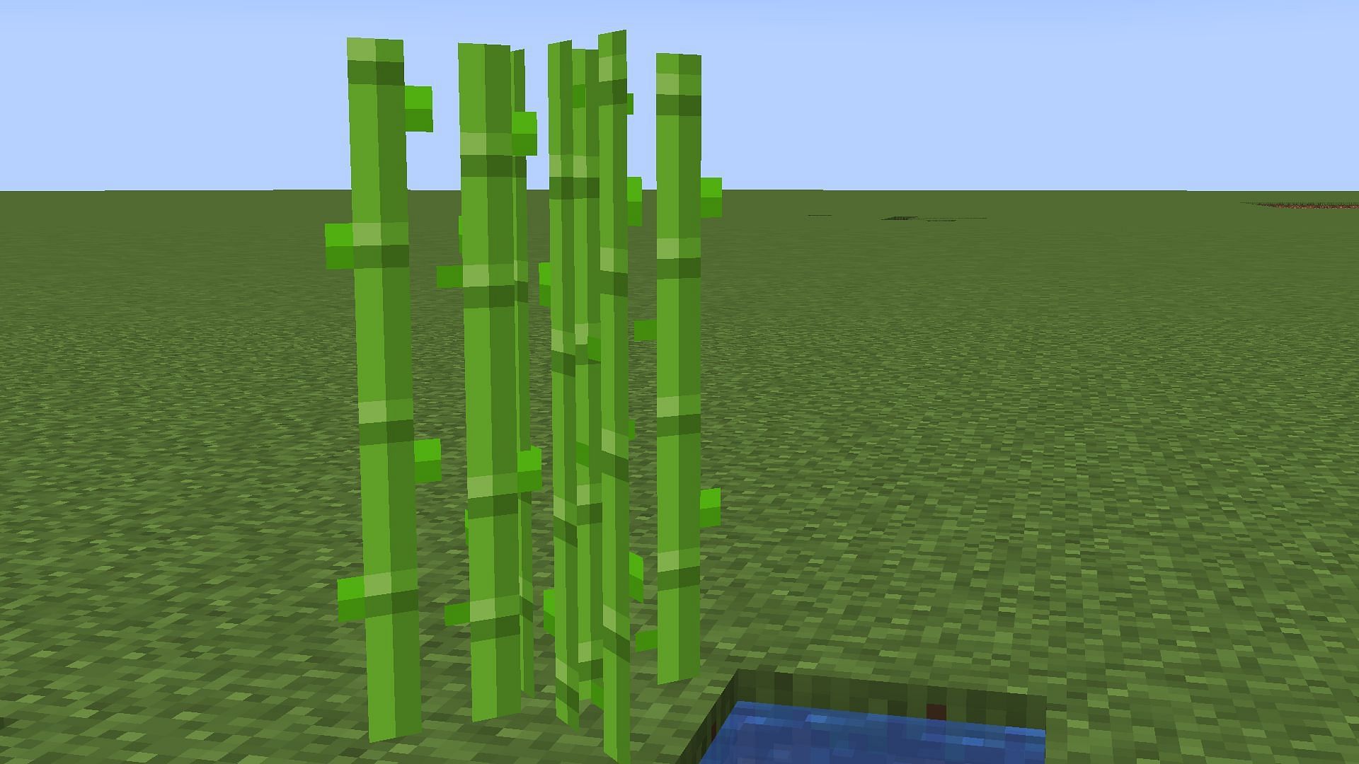 Sugarcane (Image via Minecraft 1.19 update)