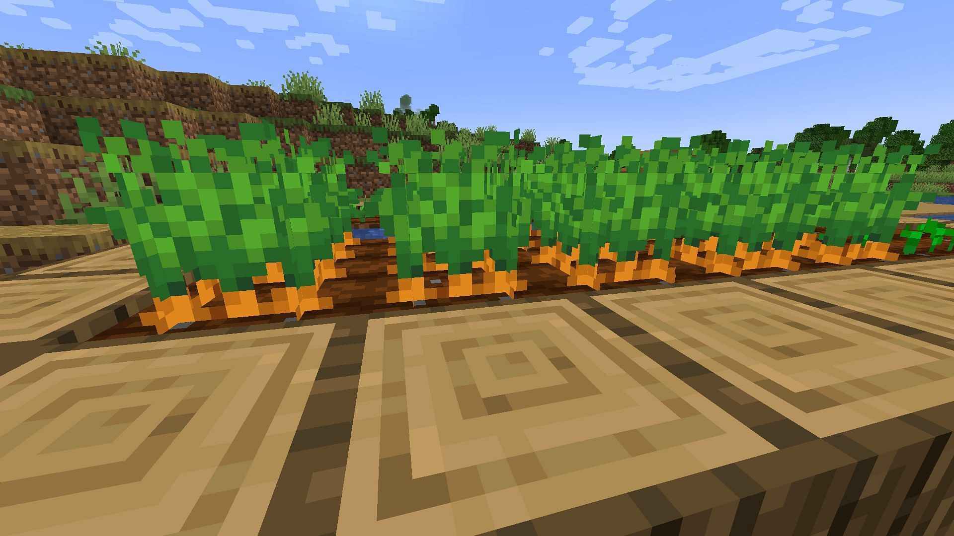 Carrots can be sown normally (Image via Minecraft 1.19 update)