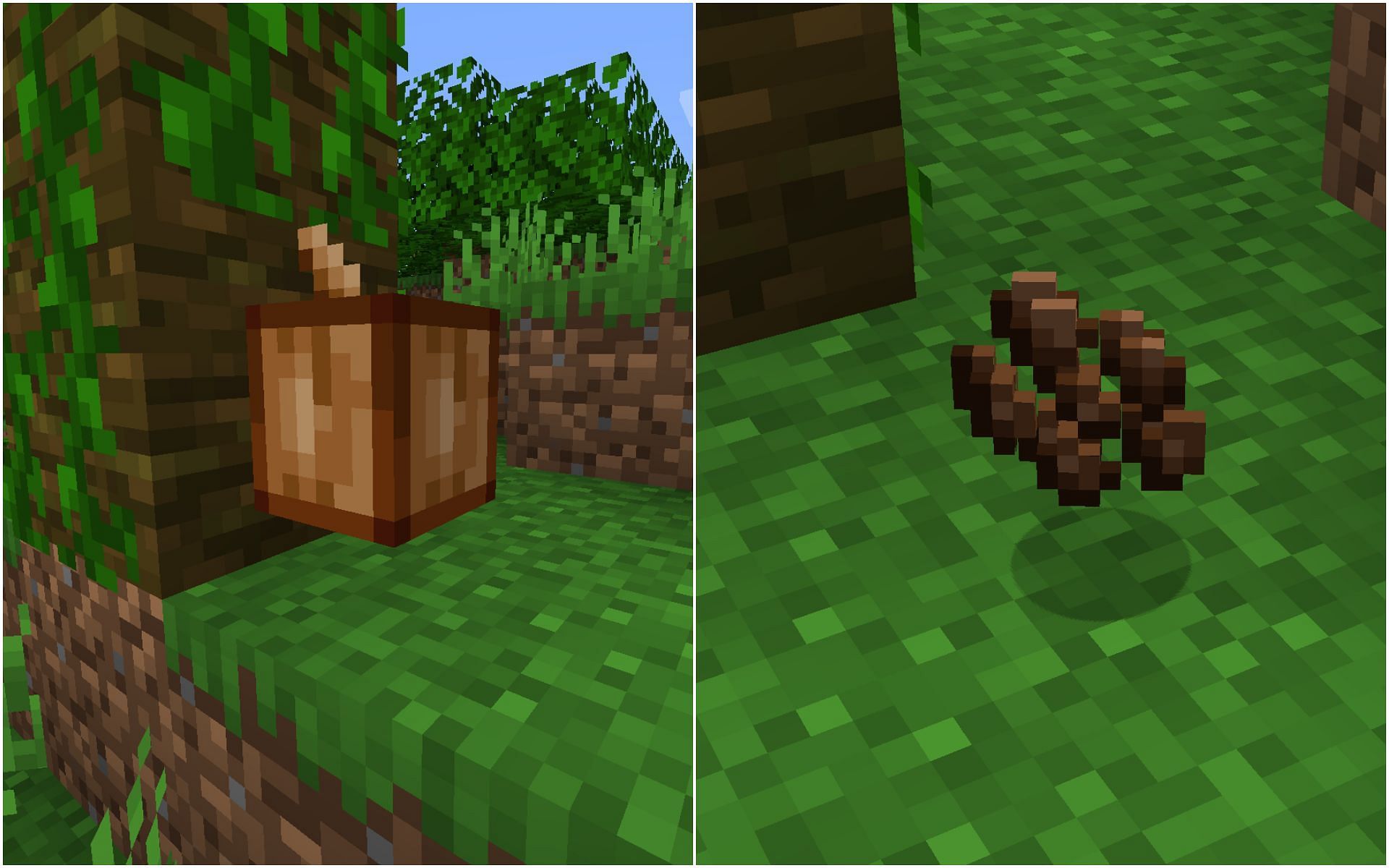 Growing cocoa beans can be slightly tricky for new players (Image via Minecraft 1.19 update)