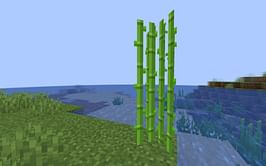 How long does it take for sugarcane to grow in Minecraft 1.19 update?