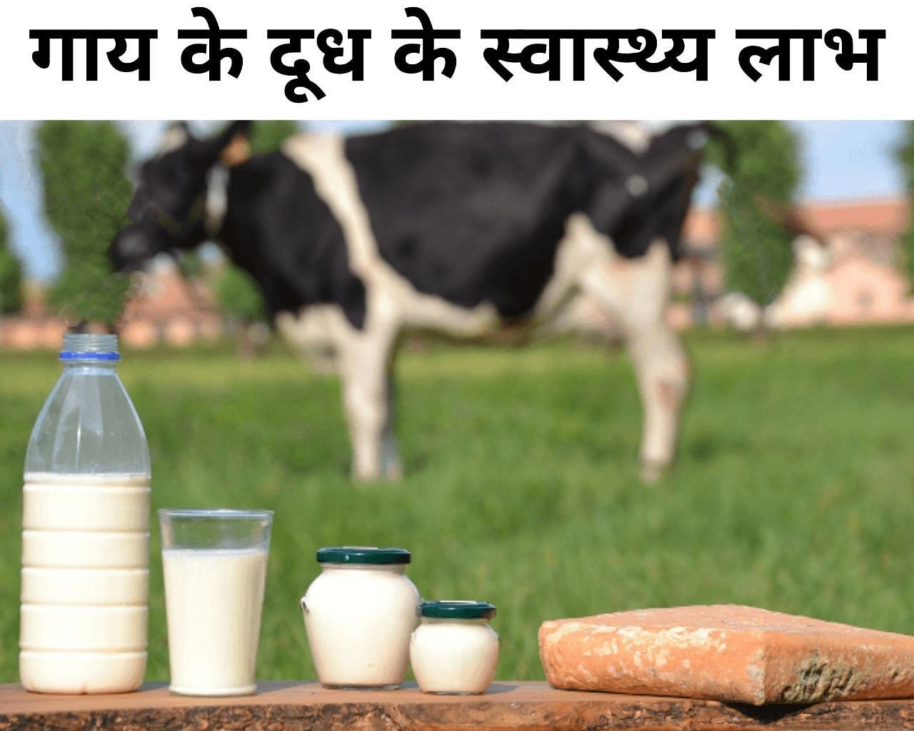 गाय के दूध के 5 स्वास्थ्य लाभ (फोटो - sportskeedaहिन्दी)