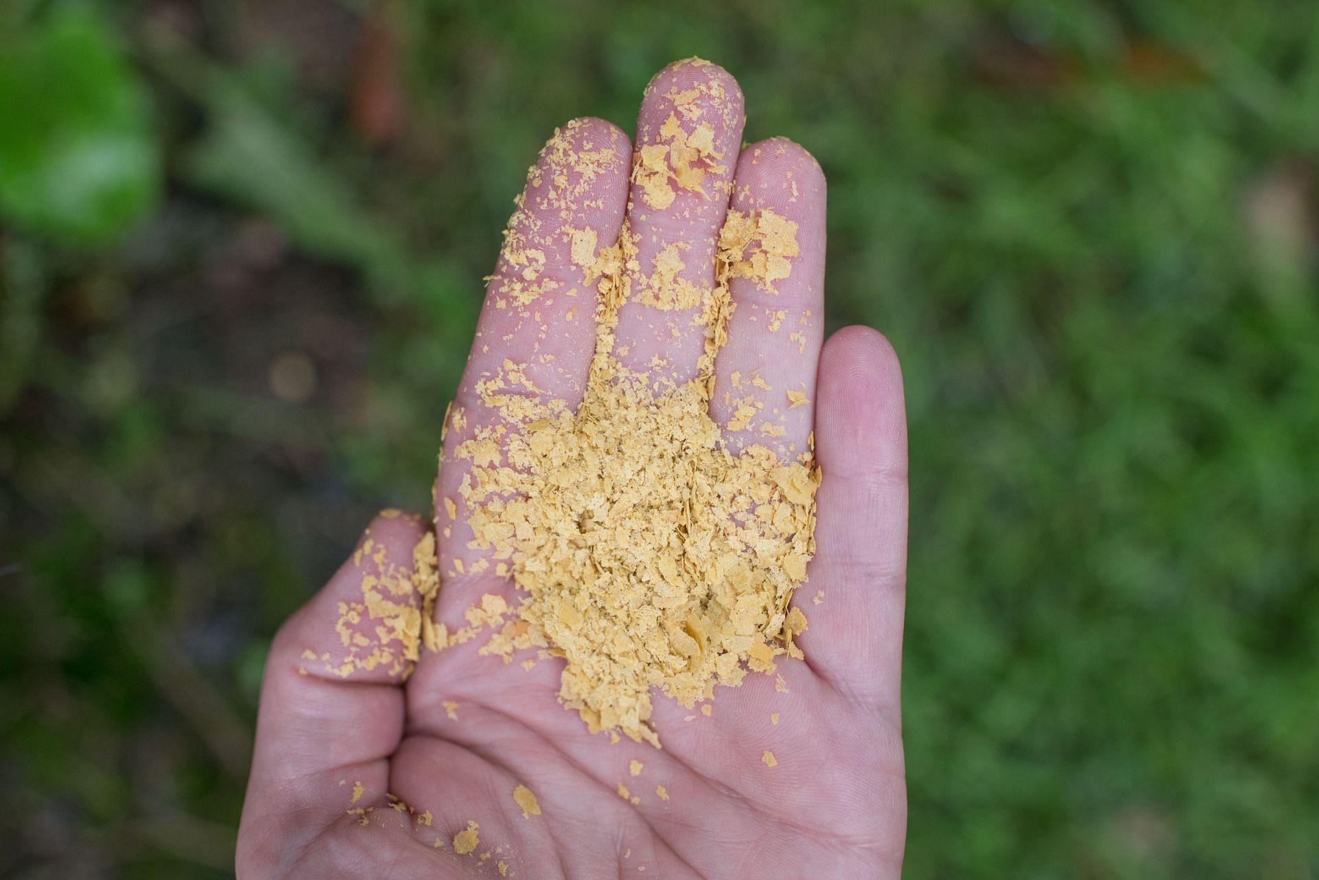 Nutritional yeast is a great source of high quality protein and B vitamins for vegans (Image via Flickr)