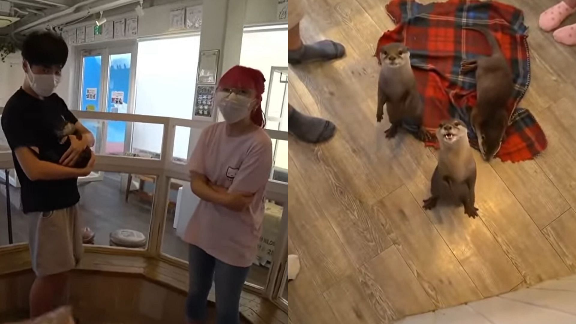 Toast and LilyPichu feed baby otters in Japan (Image via- Shrimpkkuno/YouTube)