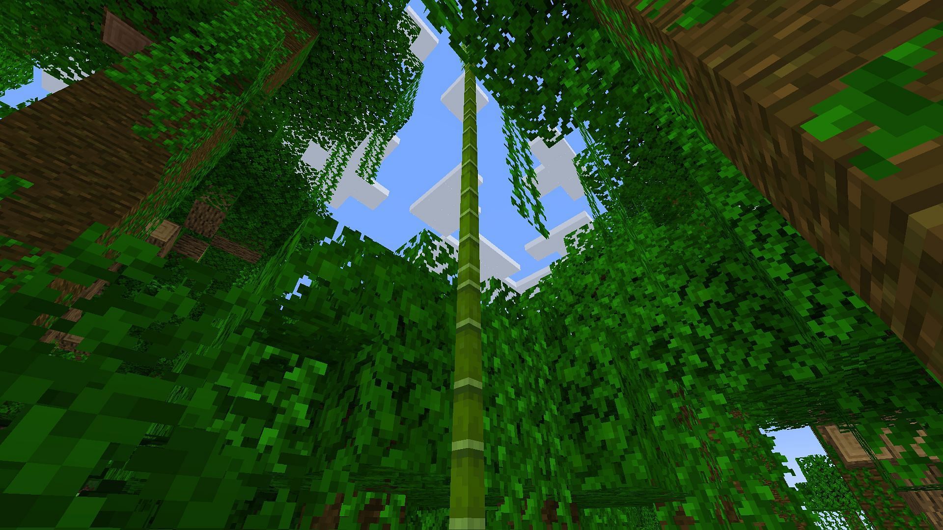 Bamboo are commonly found in jungle biomes (Image via Mojang)