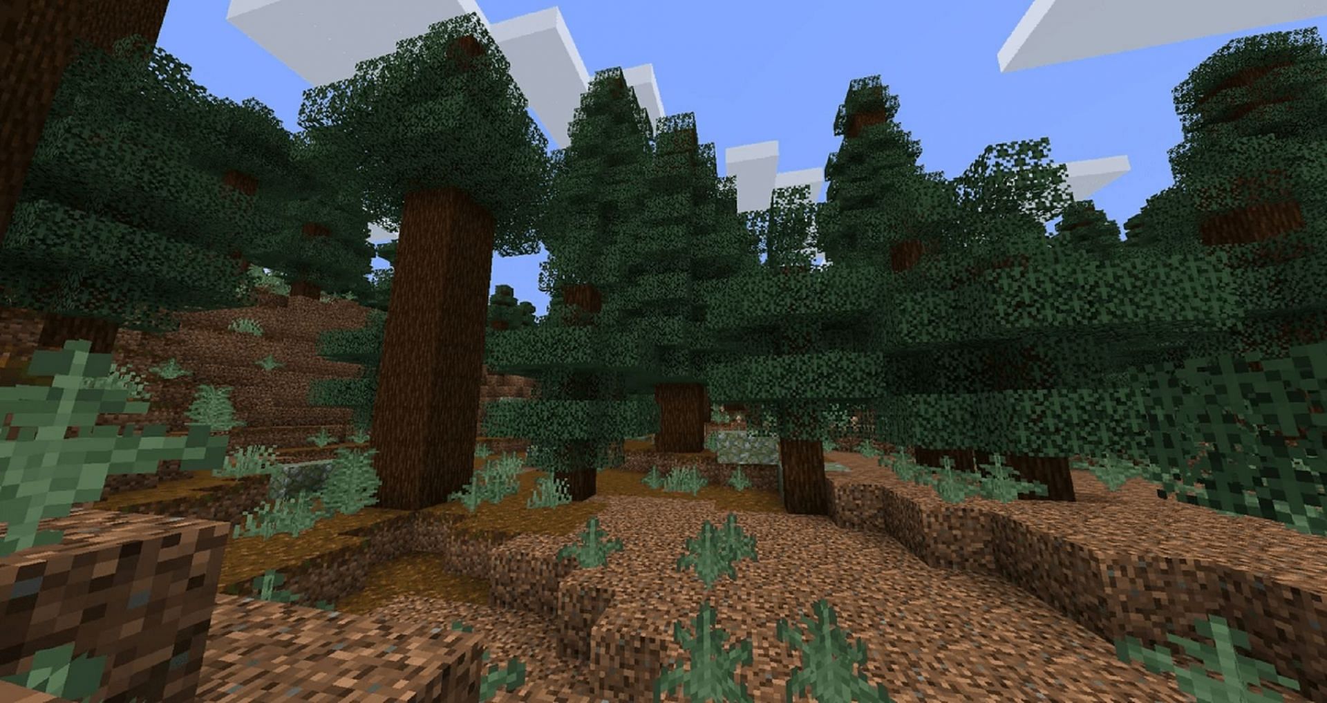 An old-growth taiga with large spruce trees (Image via Minecraft Wiki)