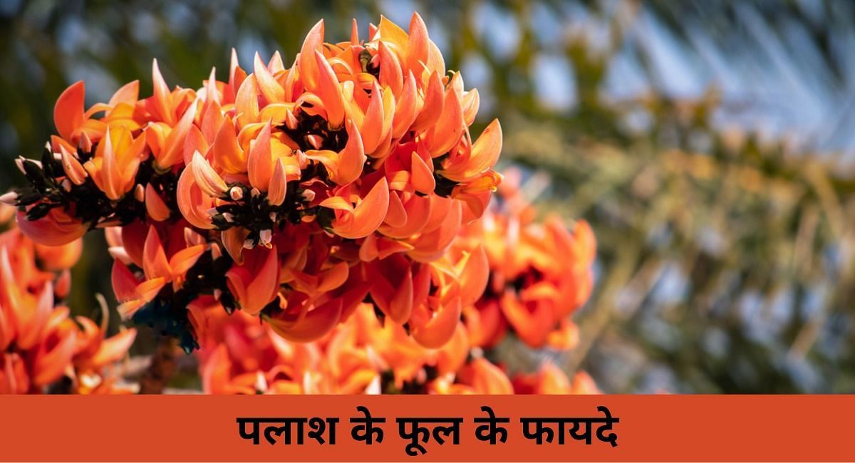 पलाश के फूल के फायदे(फोटो-Sportskeeda hindi)