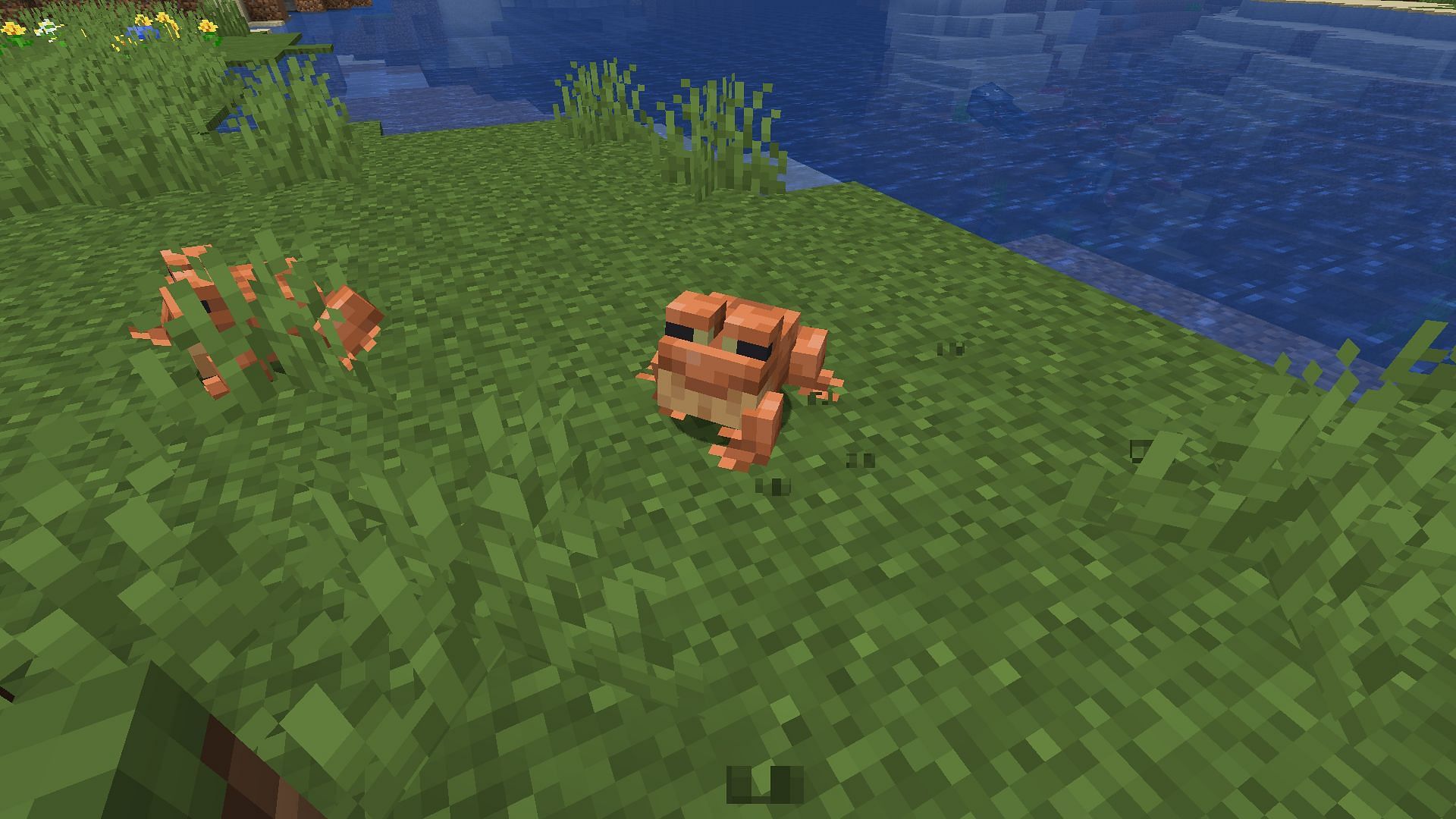 A couple of frogs in a plains biome (Image via Minecraft)