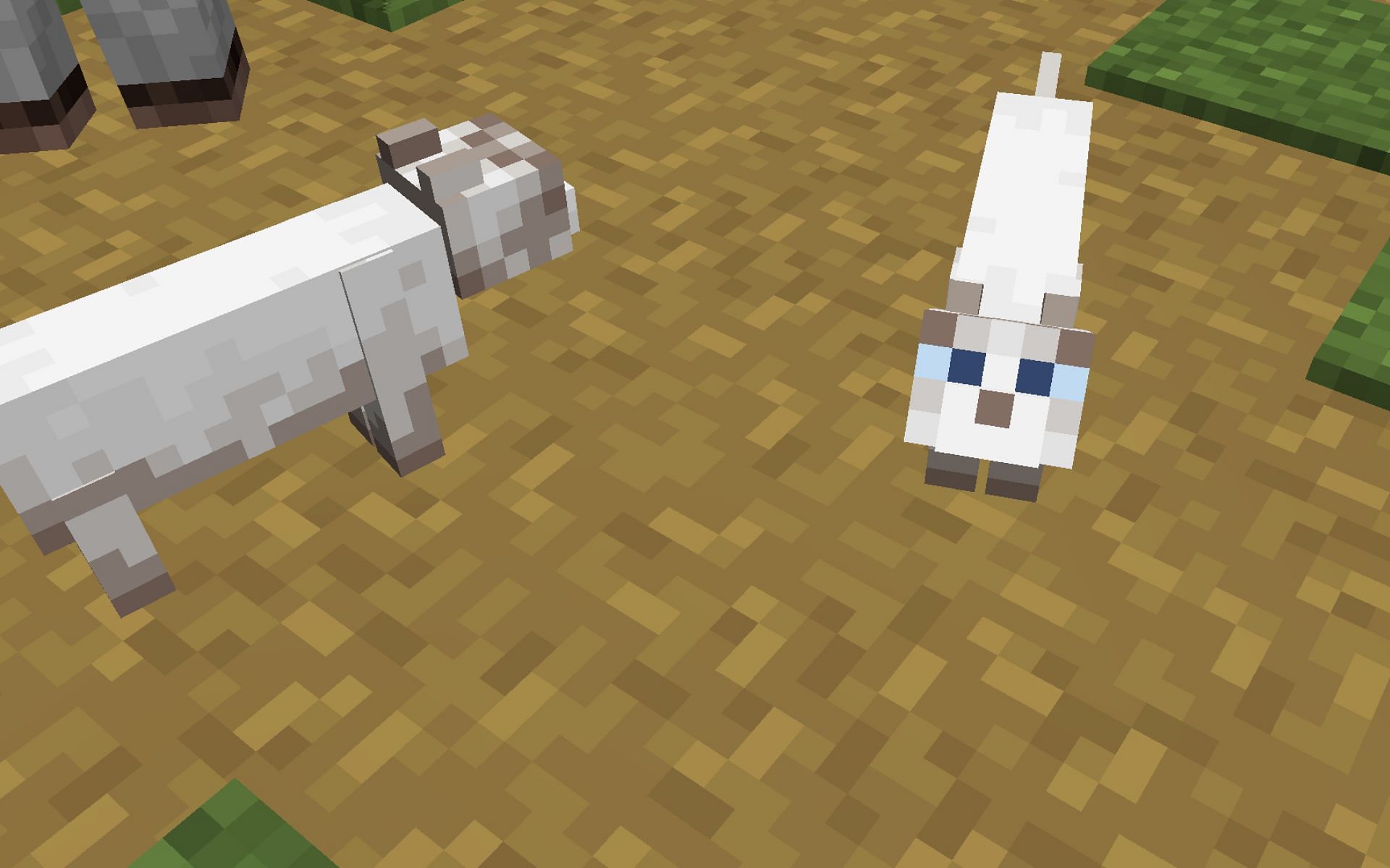 Cats need to be tamed before breeding (Image via Minecraft 1.19 update)