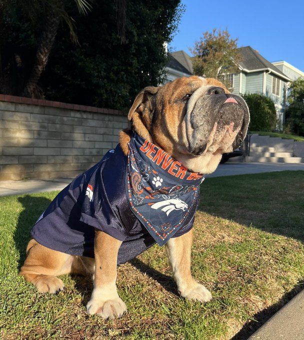 Lewis Hamilton's dog becomes Denver Broncos fan as F1 icon opens