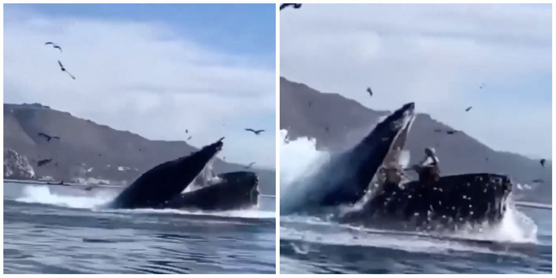 Did a humpback whale swallow two women kayaking in California? Truth debunked. (Image via Facebook)