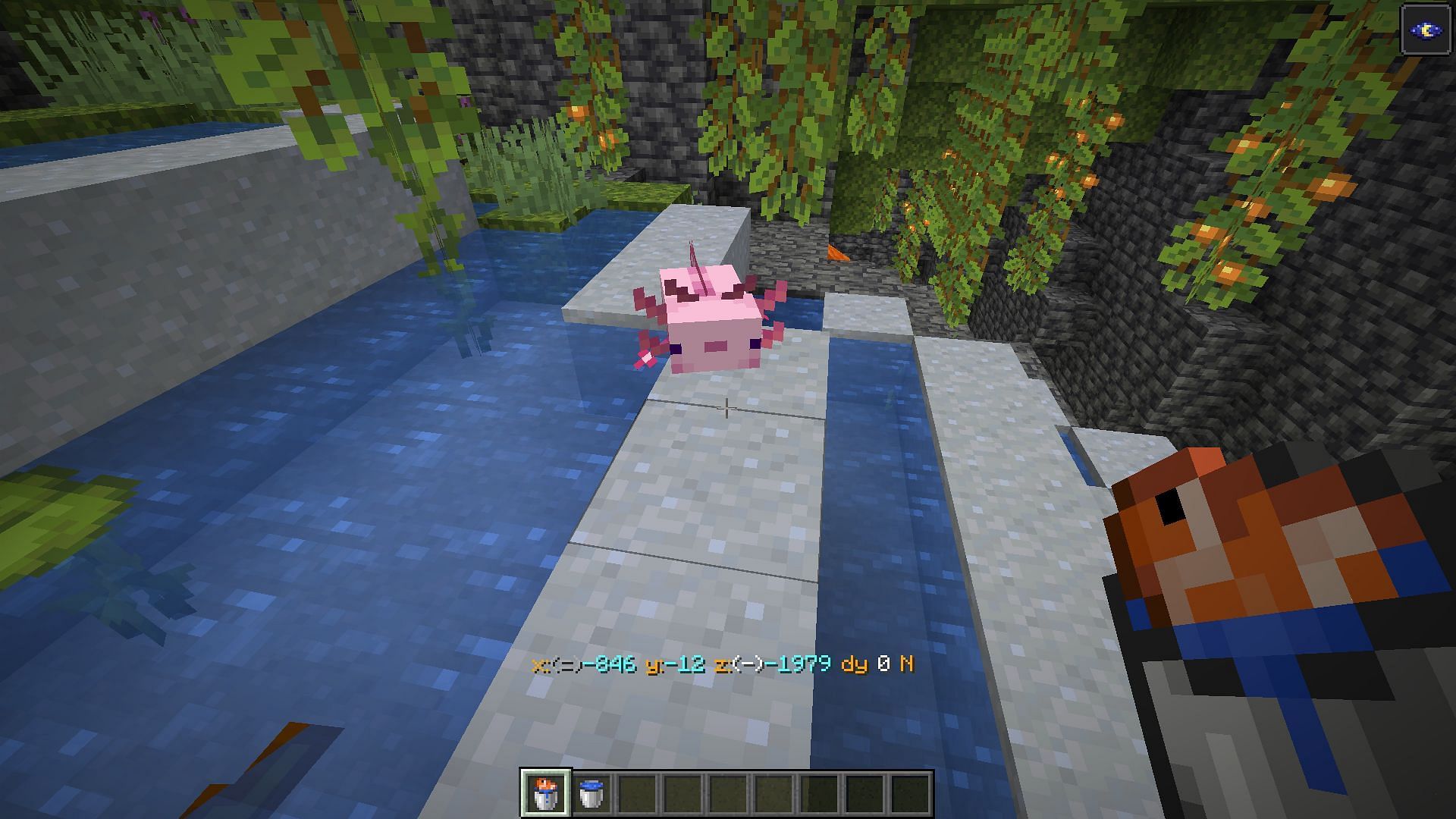 Axolotls can breed with the help of a bucket of tropical fish in Minecraft (Image via Mojang)