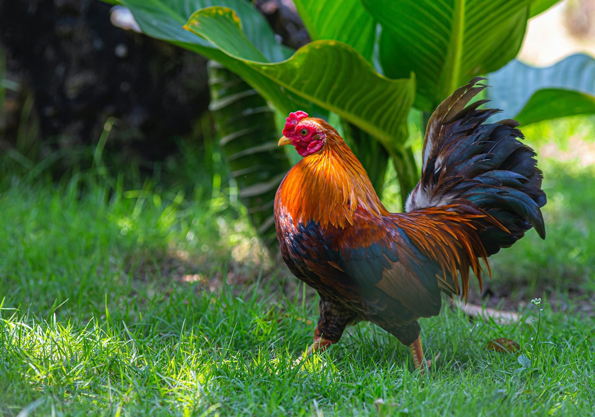 Help the rooster find the egg! (Photo by erik karits via pexels)