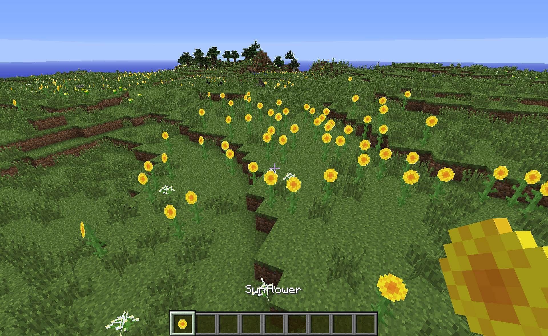 An example of a sunflower field (Image via Minecraft)