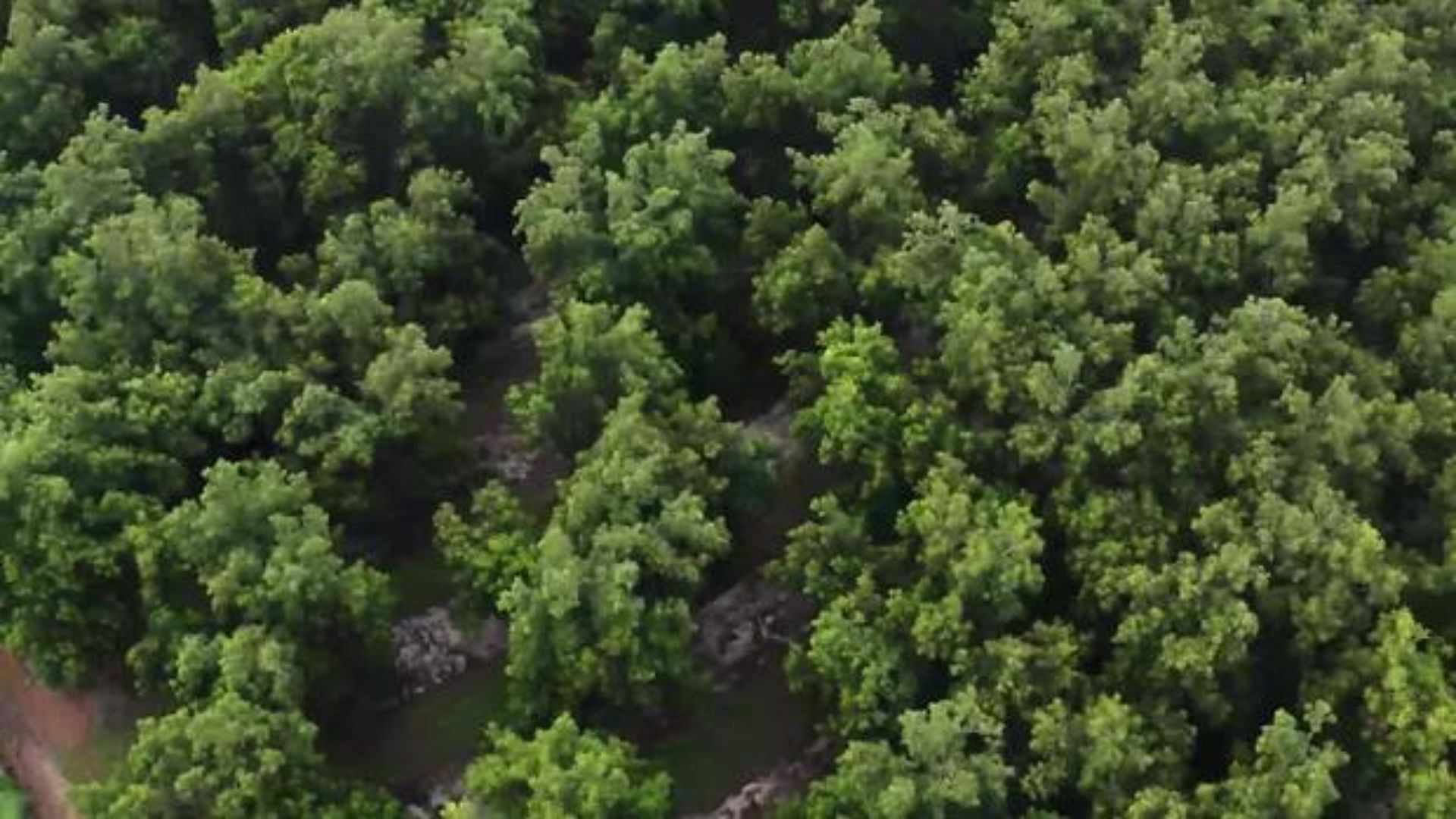 A still of the pecan orchard where Tara&#039;s body was reportedly burned (Image Via CBS News/Google)