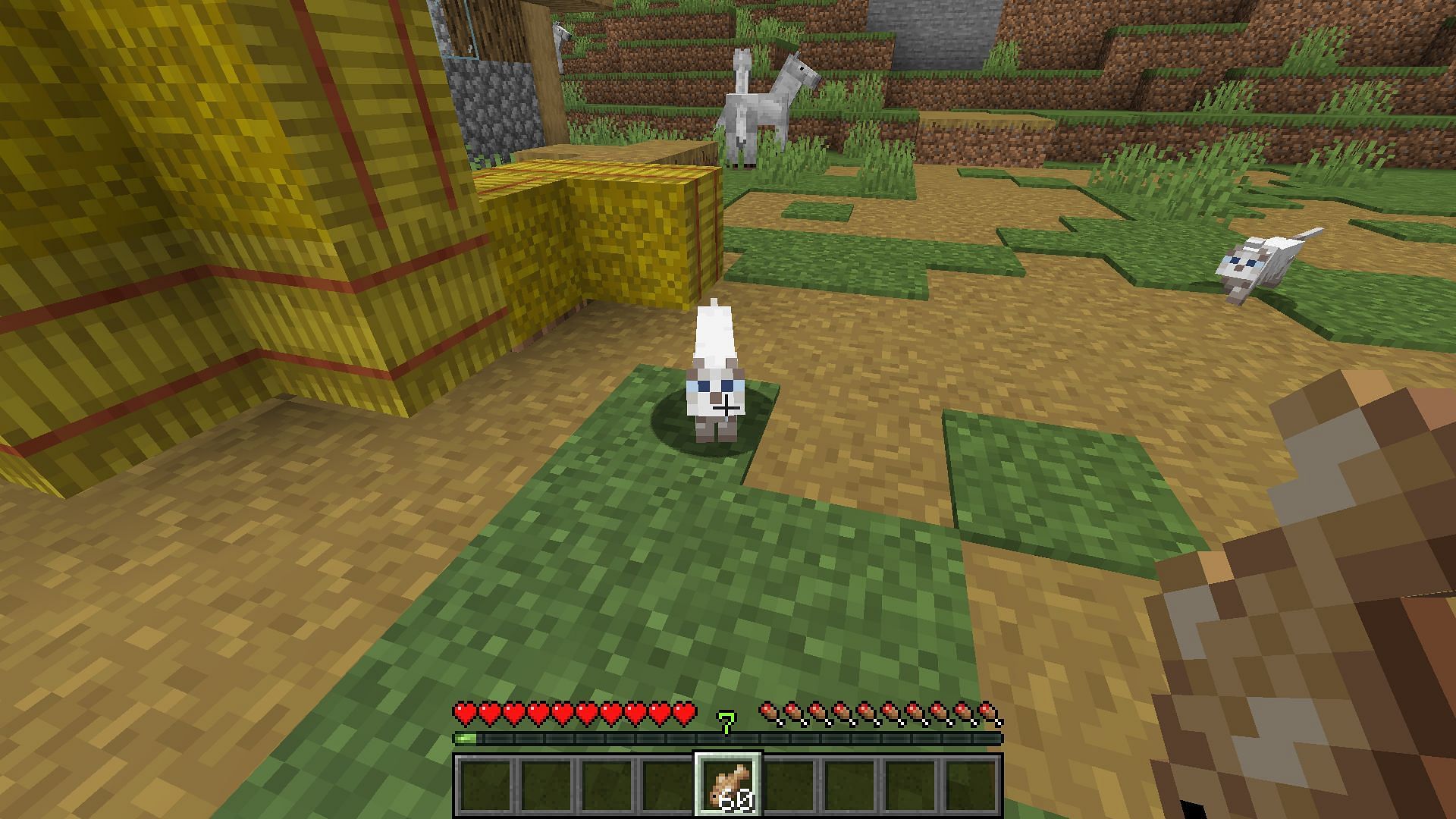 Cats can be found in villages (Image via Minecraft 1.19 update)