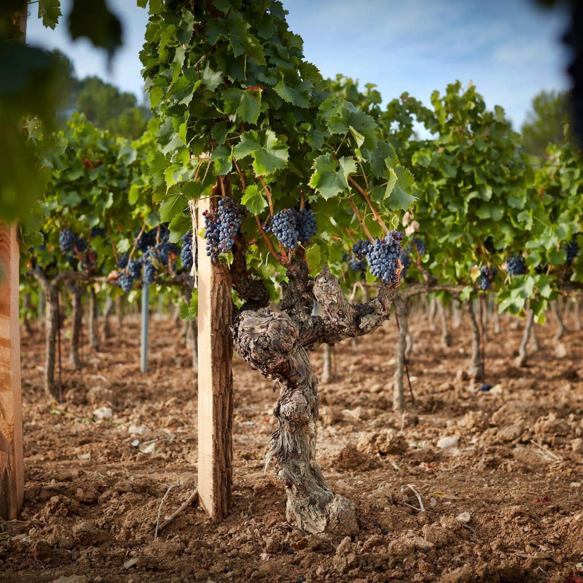 The vineyard at Chateau Miraval (Image via Instagram/ @seb06miraval)