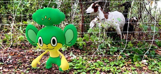 Pokémon Simisage ( Pansage Evolution ) GO | UK - Foto 2