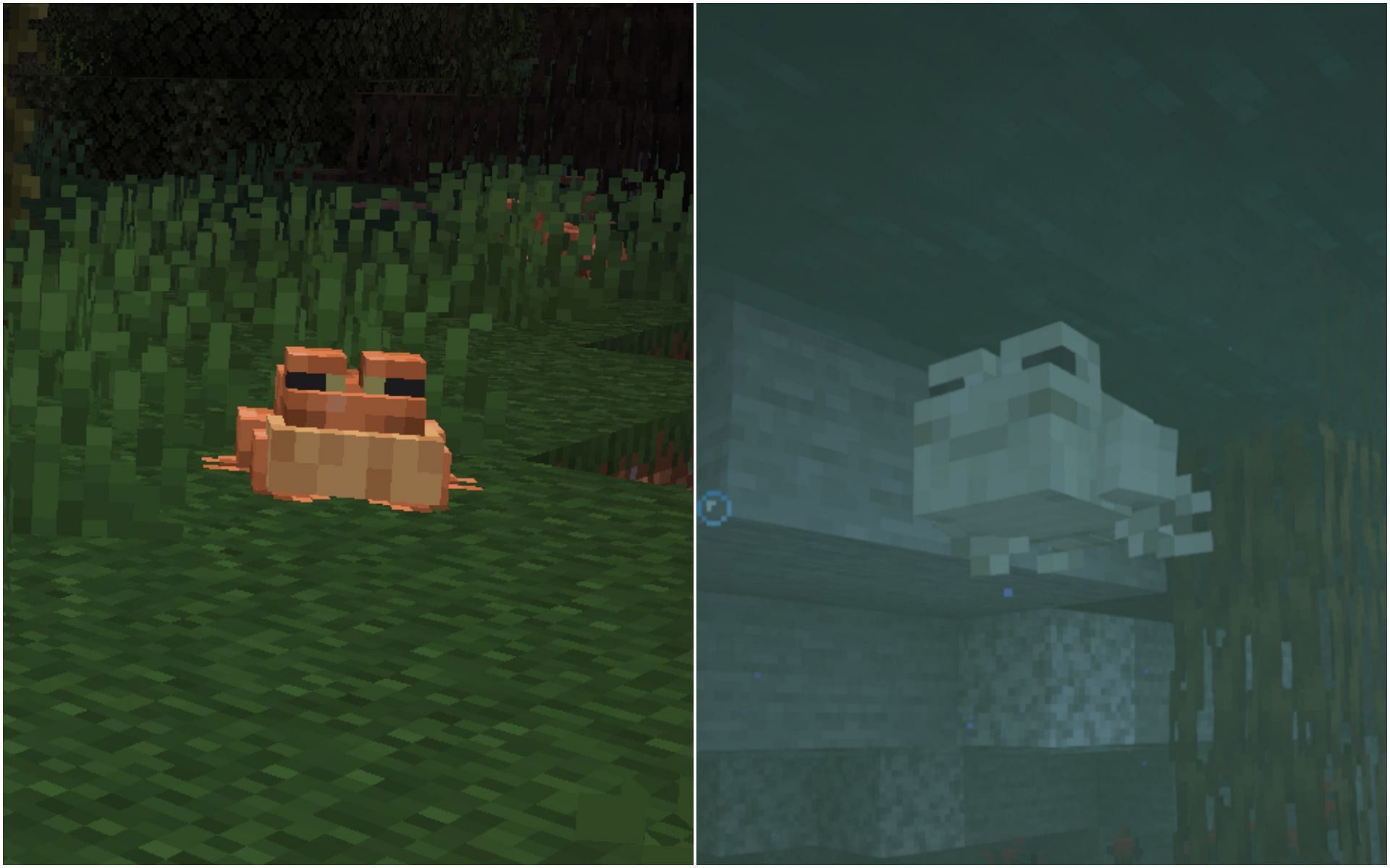Only white and orange frogs spawn naturally in the world (Image via Minecraft 1.19)