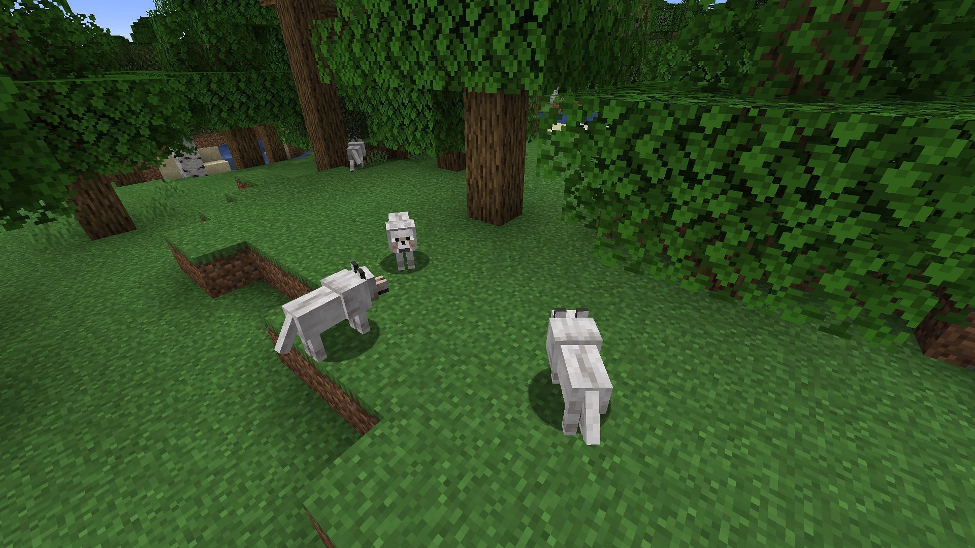 A pack of wolves in a forest biome (Image via Minecraft)