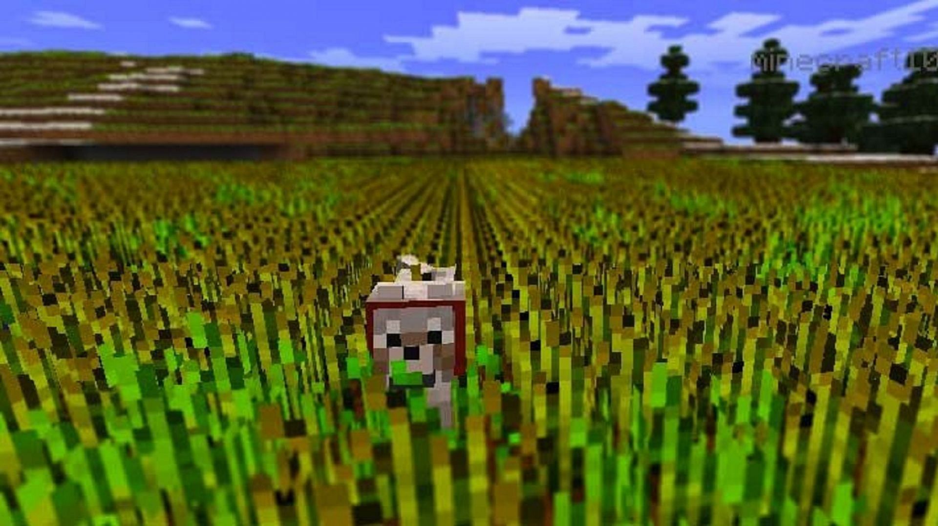 A large-scale wheat farm (Image via Minecraft 101)