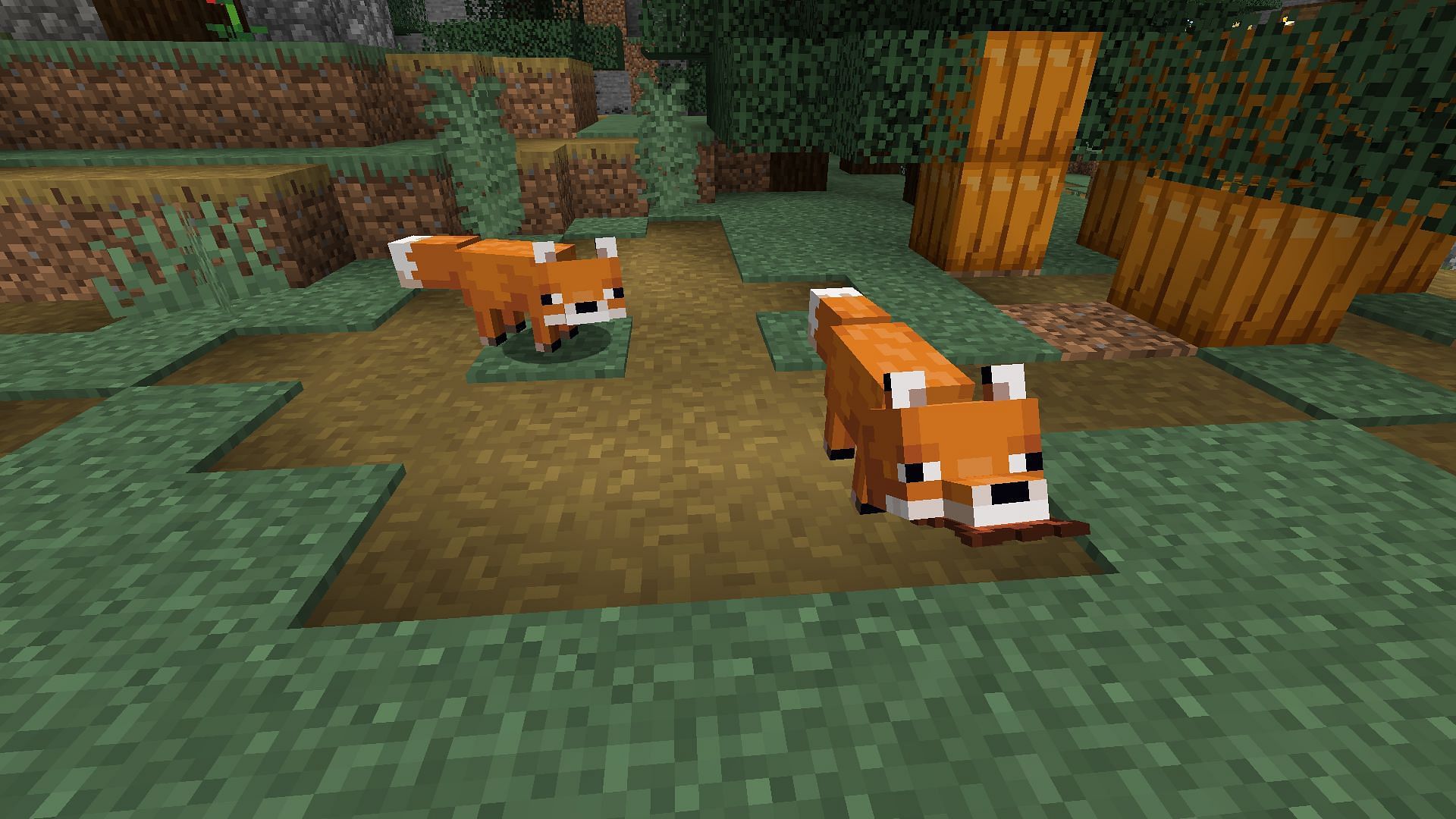 A couple of foxes in a taiga biome (Image via Minecraft)