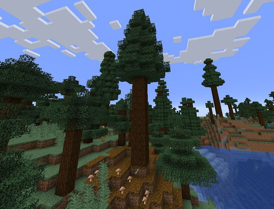 Giant Spruce Taiga Hills In Minecraft