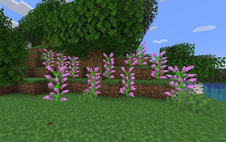 Forest in Minecraft