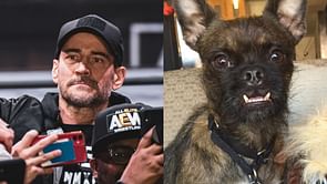 Watch: Hilarious footage of CM Punk’s dog going into business for himself at AEW All Out