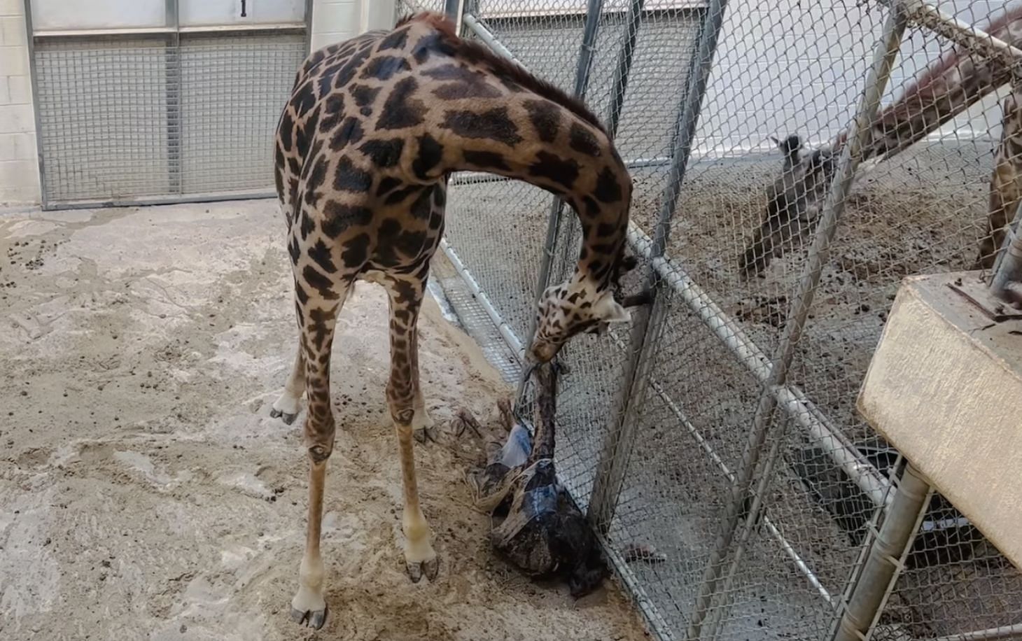 Tisa was born on 9th September, 2022 in the Virginia Zoo. (Image via Virginia Zoo/ Facebook)