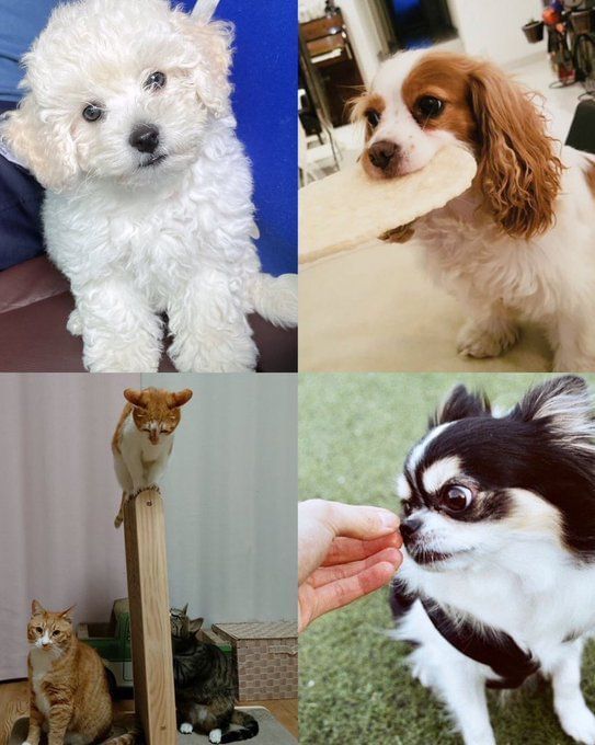 Meet Stray Kids’ pets: An introductory guide to the idols’ furry children