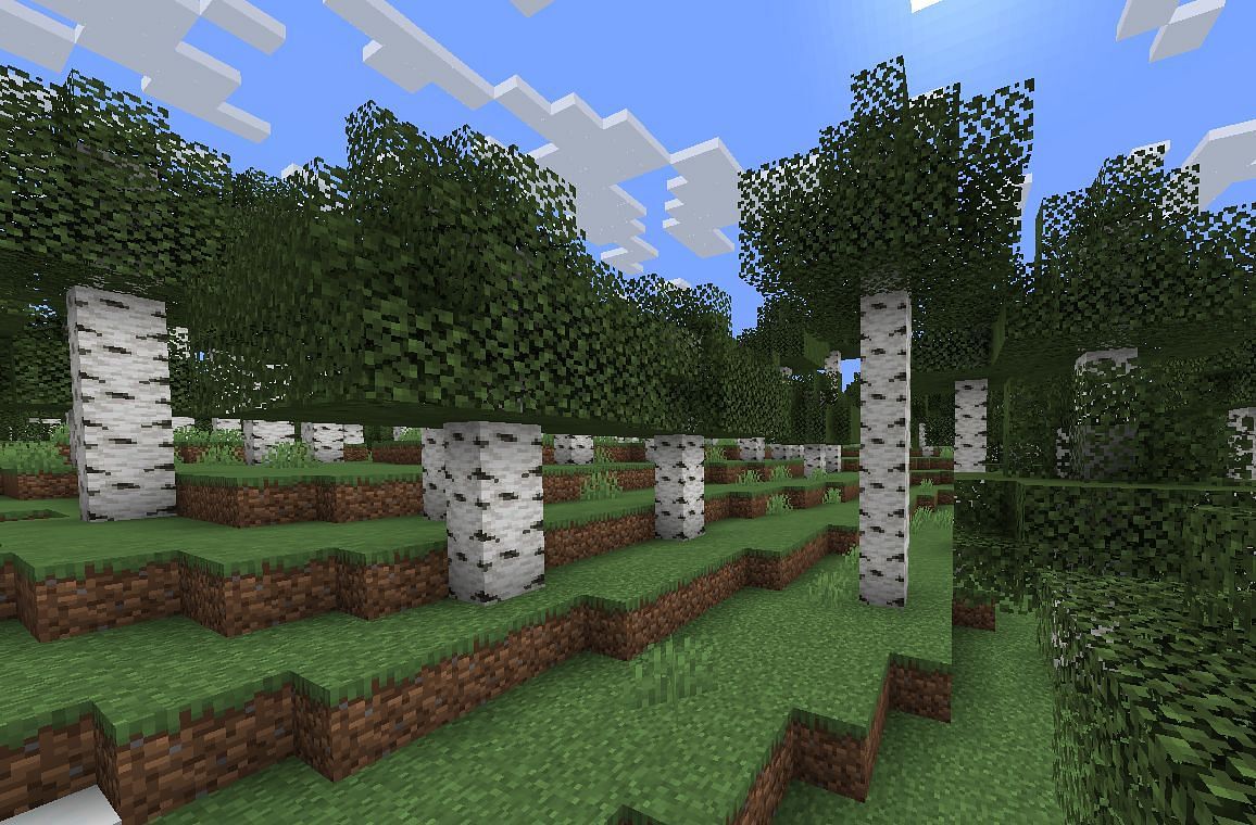 Birch Forest in Minecraft