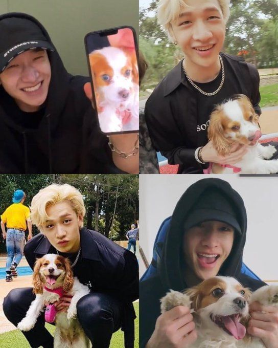 Meet Stray Kids’ pets: An introductory guide to the idols’ furry children