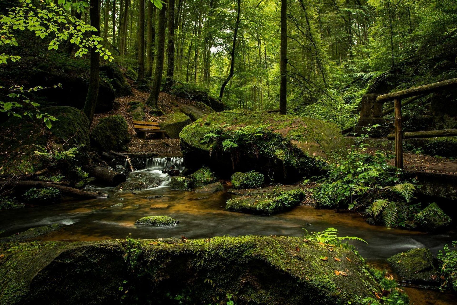 Forest bathing has many benefits including the restoration of mental health (Image via Pexels/Pixabay)