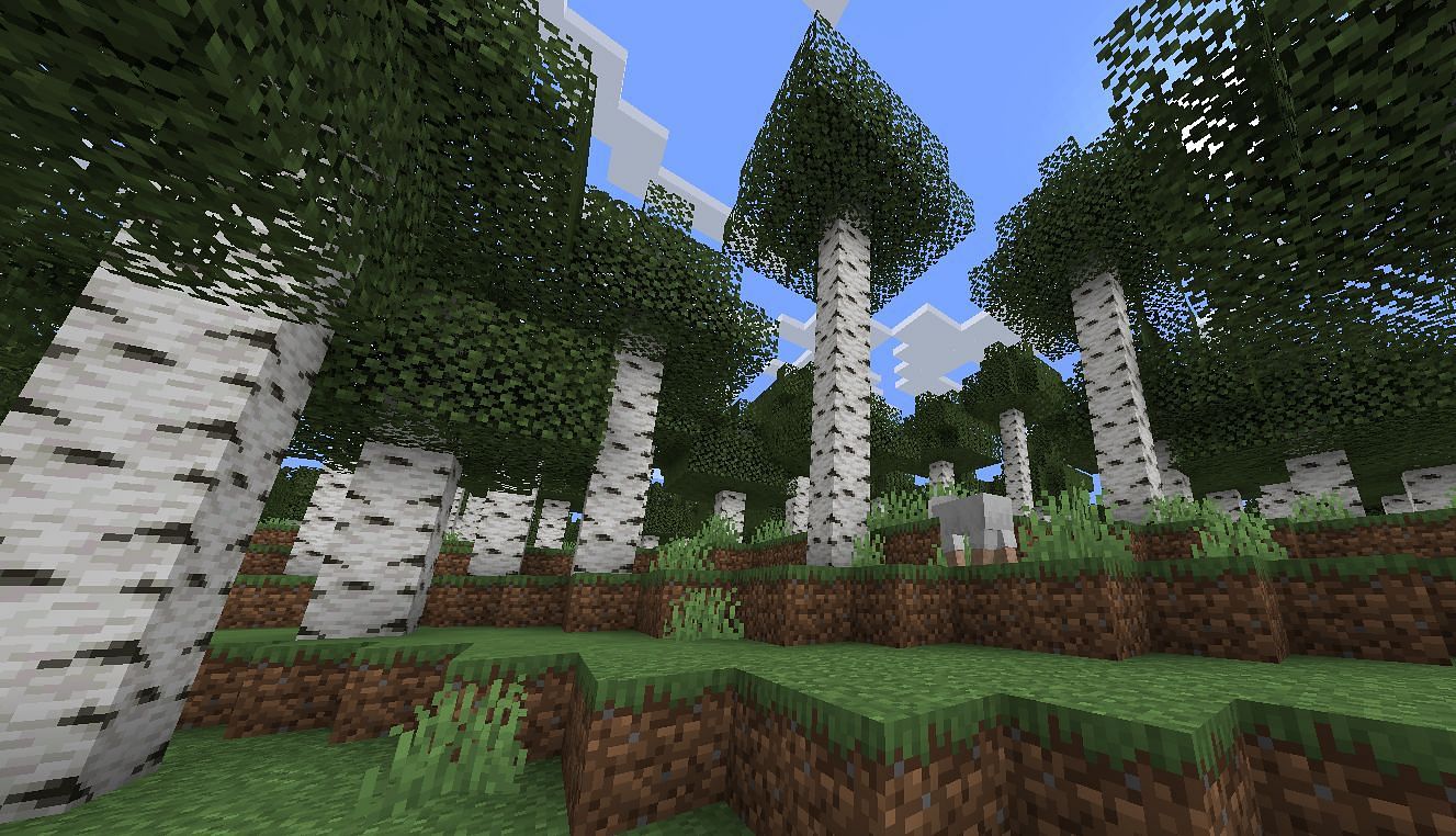 birch-forest-in-minecraft