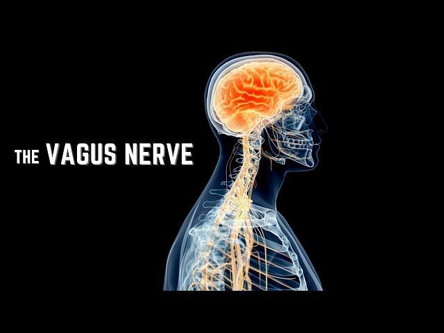 Ways to stimulate vagus nerve for better mental health