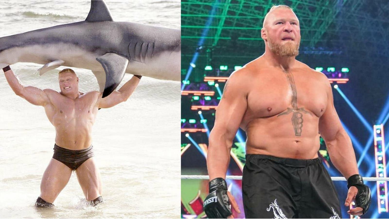 wwe brock lesnar f5 shark