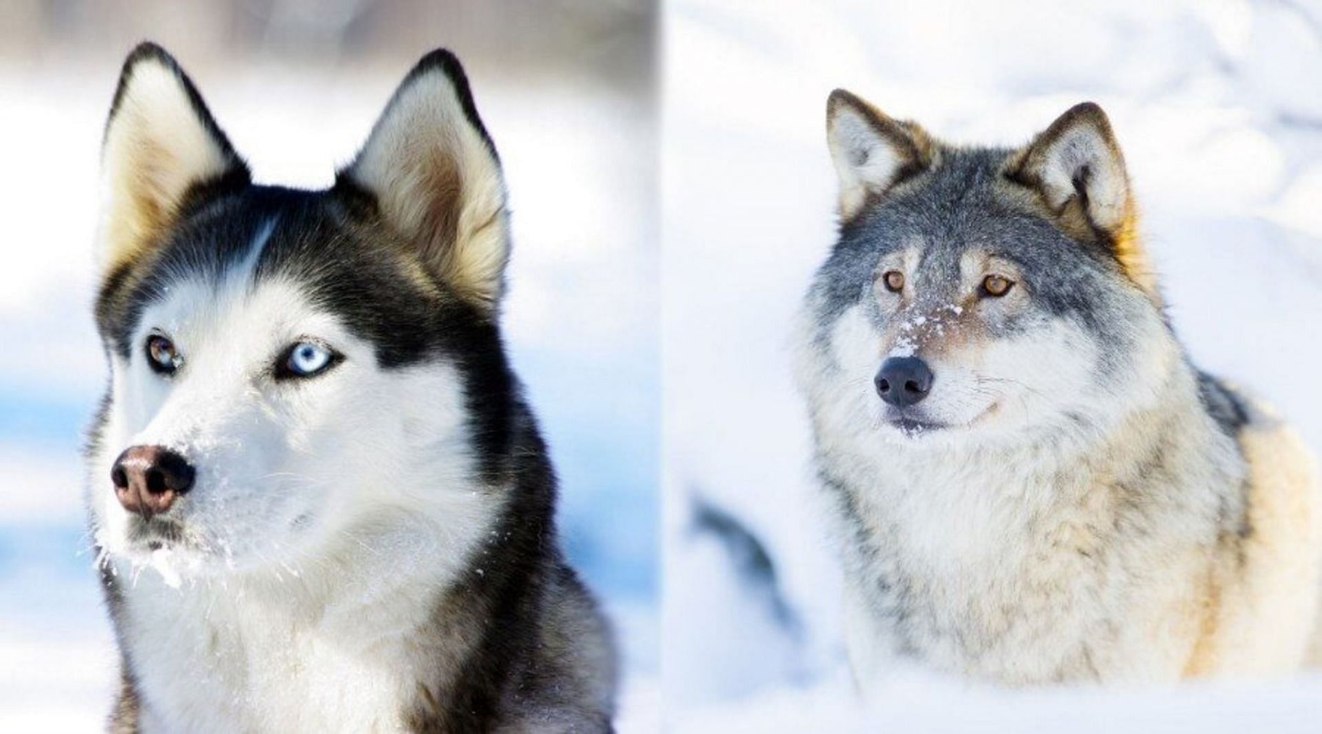Сходство хаски и волка