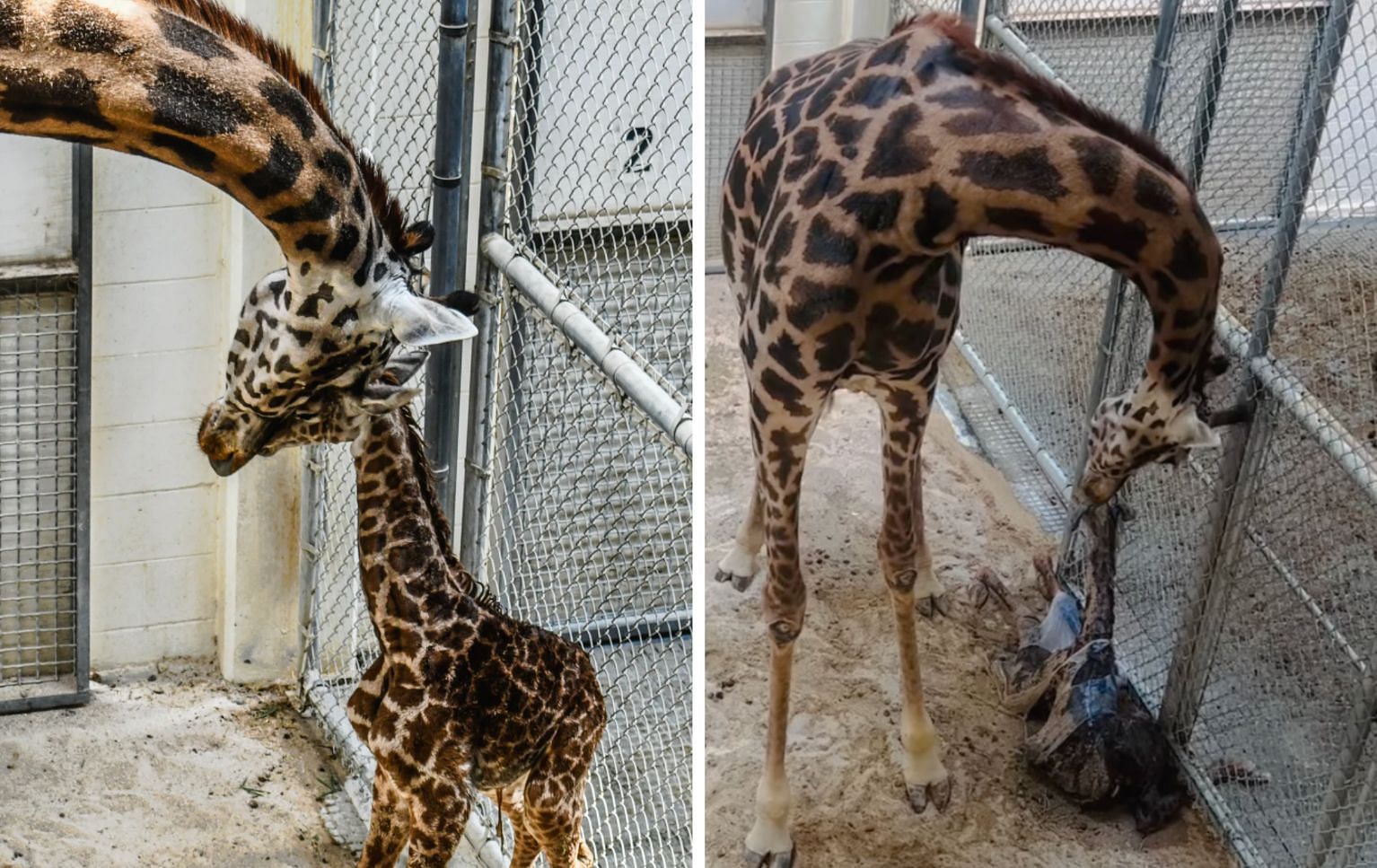 Mother giraffe gives birth to her ninth calf in Virgina Zoo: Details explored. (Images via Virginia Zoo Authorities)