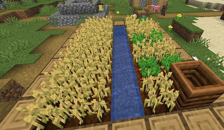 Wheat in Minecraft