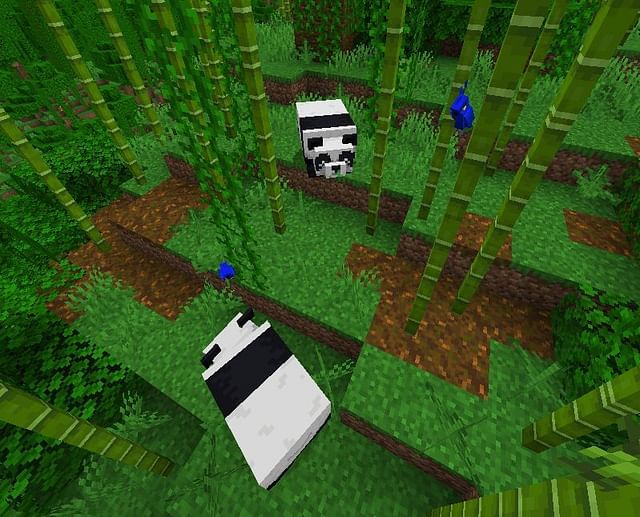 Bamboo Jungle in Minecraft