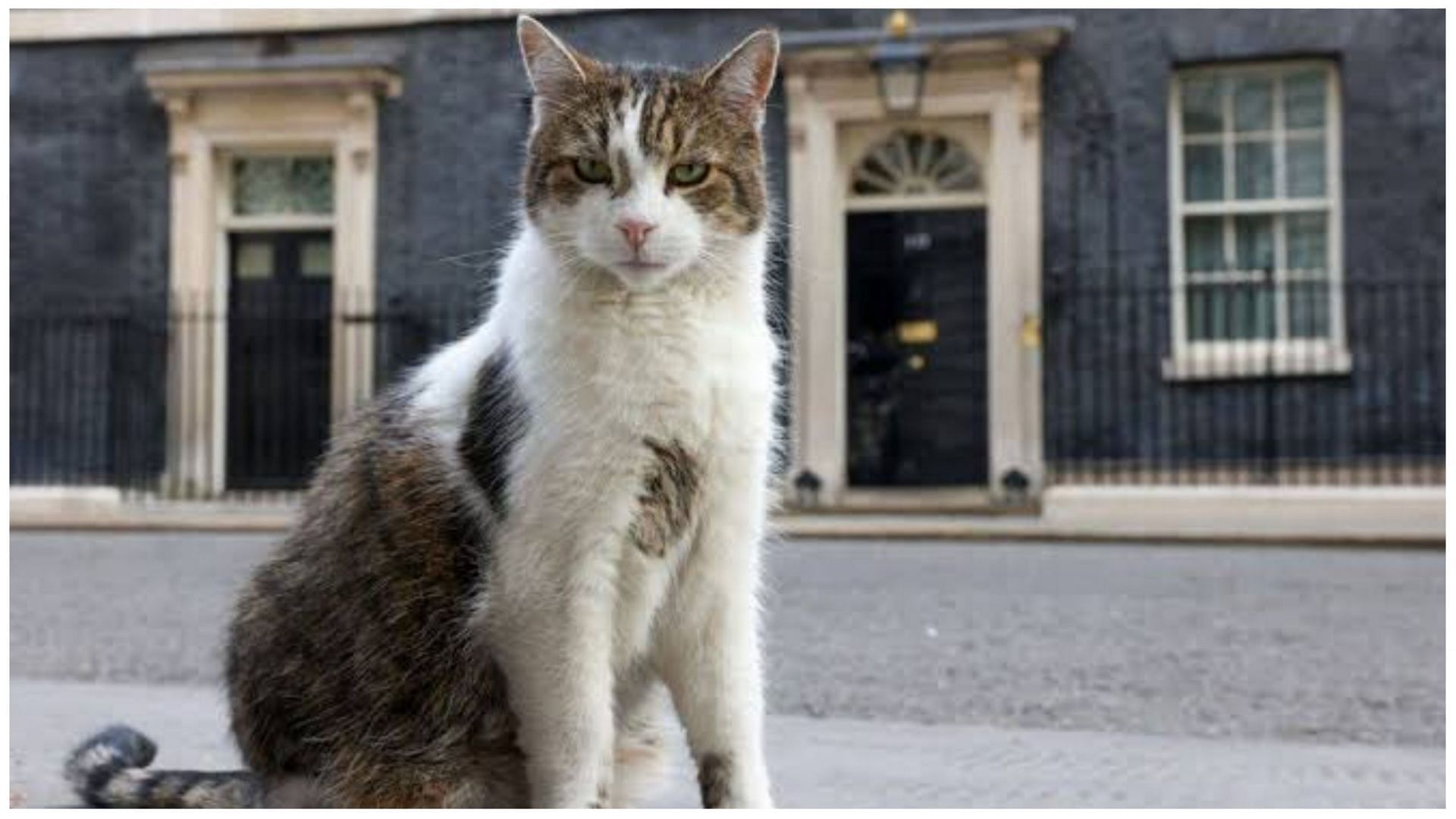 Larry the cat started trending after Boris Johnson mention him in his speech (Image via @mutwirimutuota/Twitter)