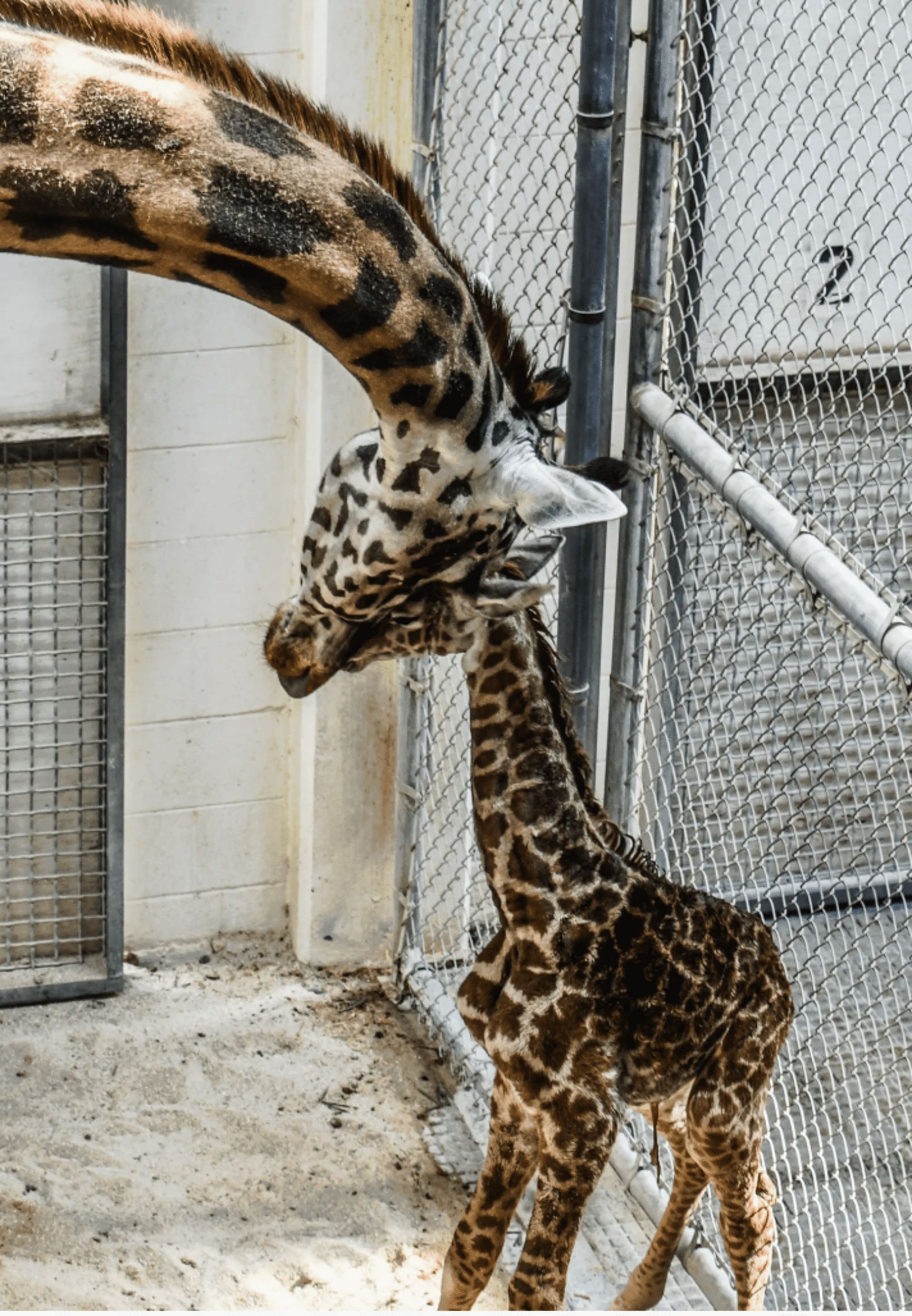 As per the Zoo Authorities, Tisa and her mother, Imara are bonding well. (Image via Virginia Zoo Authories/ Facebook)