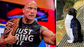 WWE legend The Rock reacts to a penguin being named after him