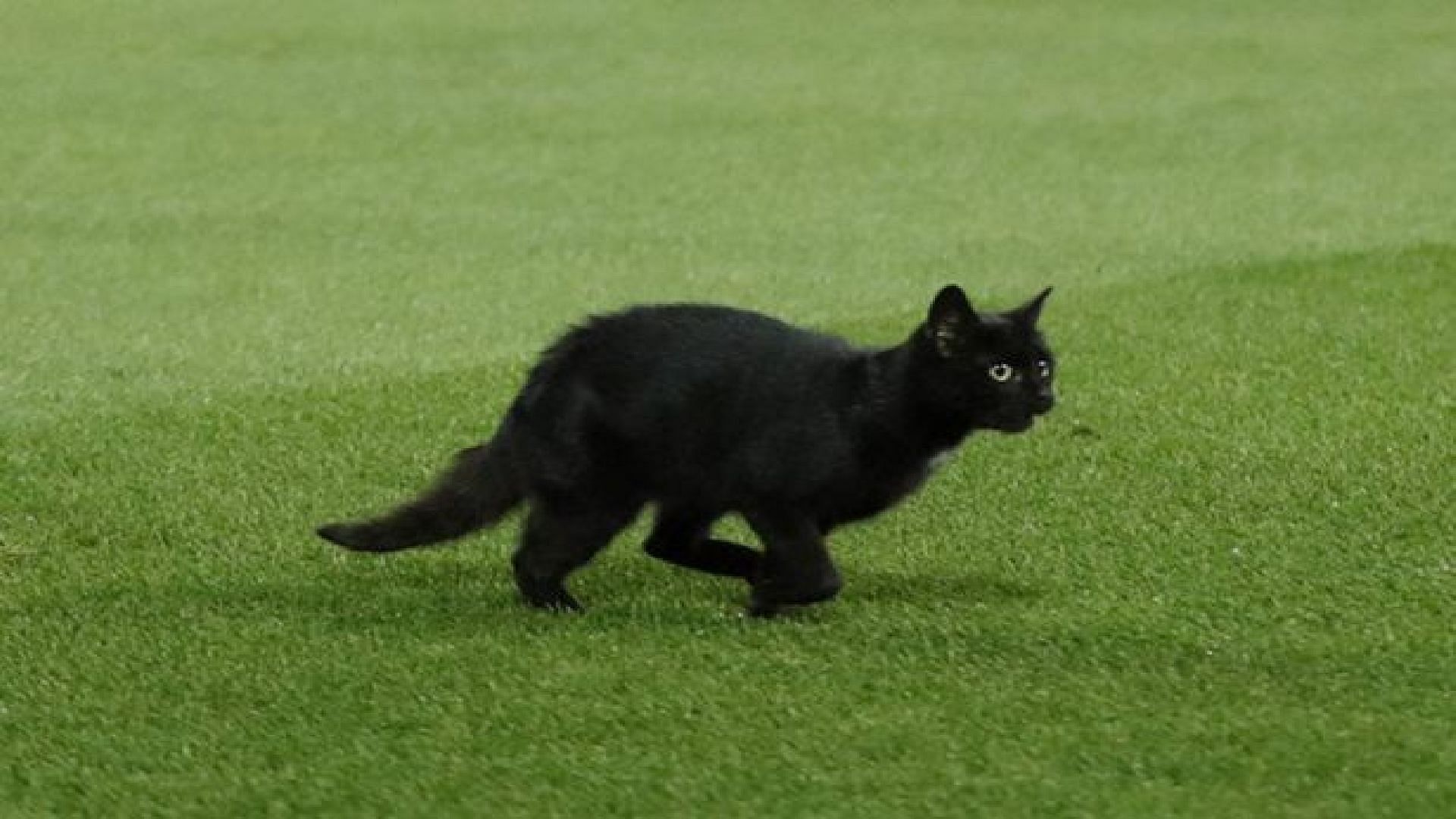 Unknown Cat Enters Anfield. (Credit: Reuters)