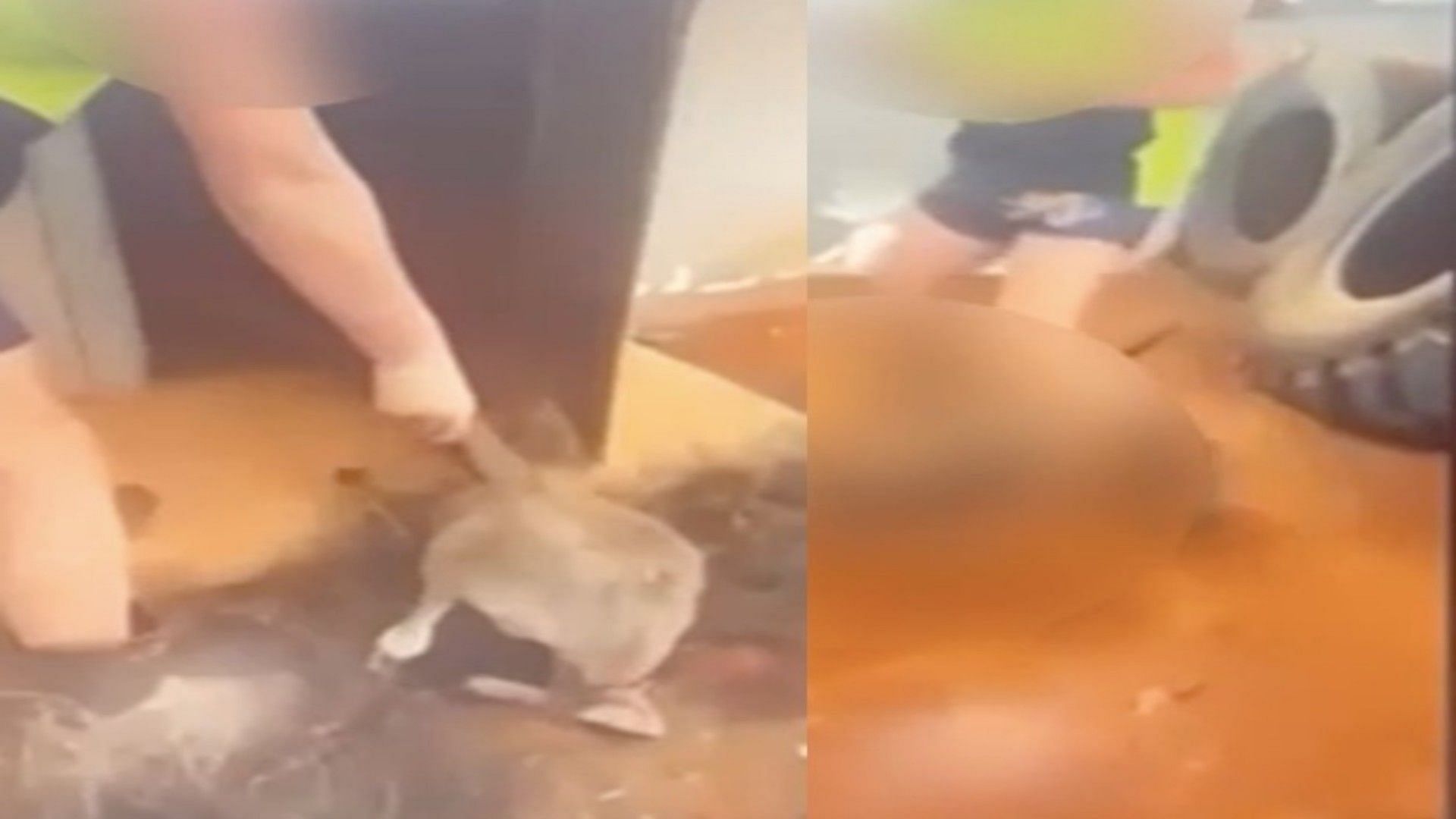 Kangaroo joey tortured by a teen in Austarlia (Image via Youtube)