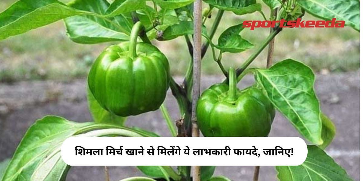 These beneficial benefits will be available by eating capsicum, know!