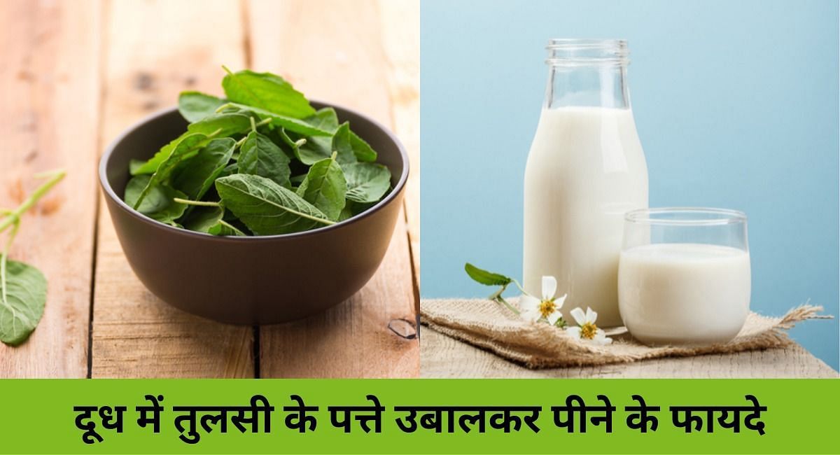 दूध में तुलसी के पत्ते उबालकर पीने के फायदे(फोटो-Sportskeeda hindi)