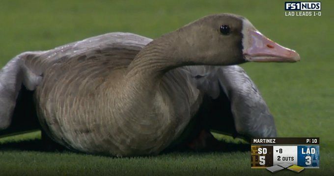 The Goose is in the house for LA - Los Angeles Dodgers